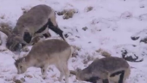 《我们诞生在中国》终极预告 陆川周迅直击萌物真情