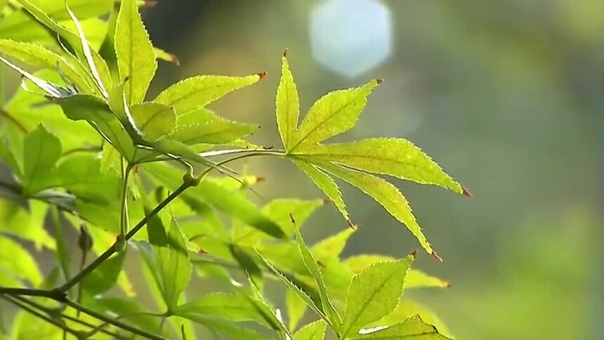 长沙岳麓山枫叶11月下旬变红