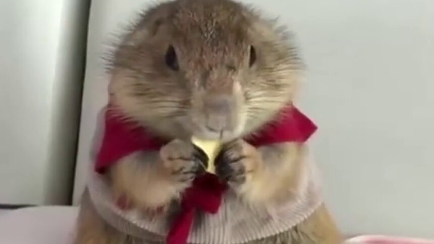 【感觉自己萌萌哒】这可能是史上最可爱的吃货了，好想一起嚼啊嚼啊嚼啊嚼…