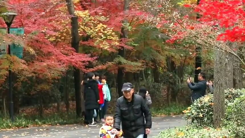 岳麓山枫叶观赏盛期 延迟到11月中下旬
