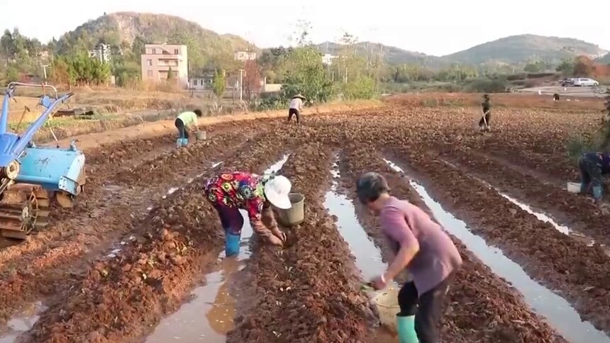新田：旧砖窑变身变身良田 治理环境又增收