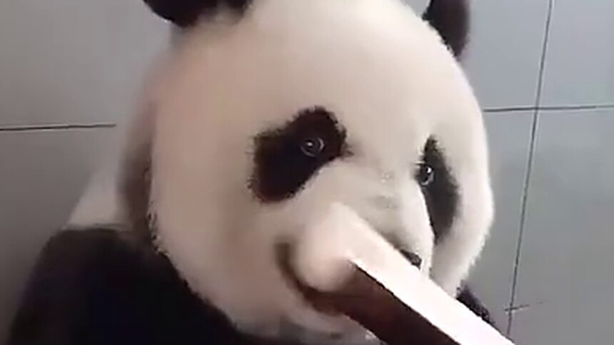 【每日一萌】大熊猫才是优雅的小吃货，就算你盯着看我也不会分你吃的