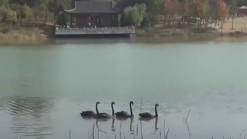 南京：燕雀湖上天鹅翩翩起舞