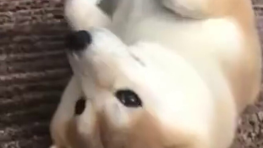 【每日一萌】分享一只躺平正准备被任意Rua的“小肥居”柴犬！