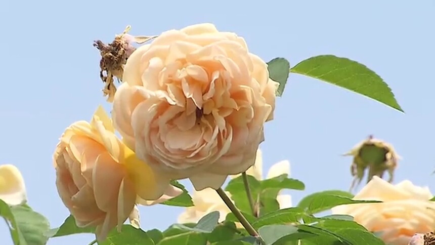 浏阳：玫瑰花海亲子游 田螺小镇正当“红”
