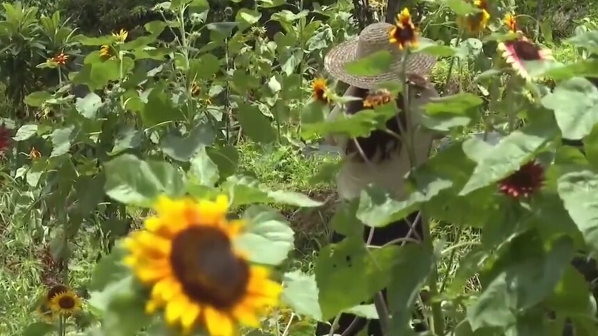 广东梅州：夏日骄阳似火 葵花美丽绽放