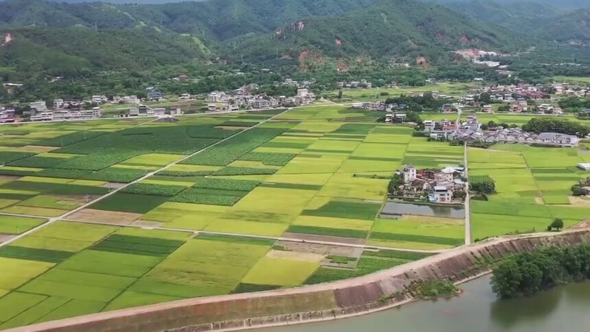 广东梅州：稻田流金丰收美