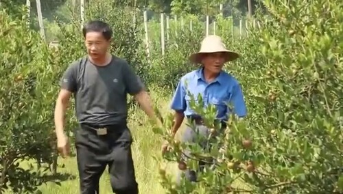 （奋斗吧新时代）脱贫攻坚干部考察调研 吴开华：让产业成为村民的“定期存折”