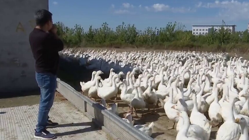 黑龙江青冈县：特色农畜产业助力乡村振兴