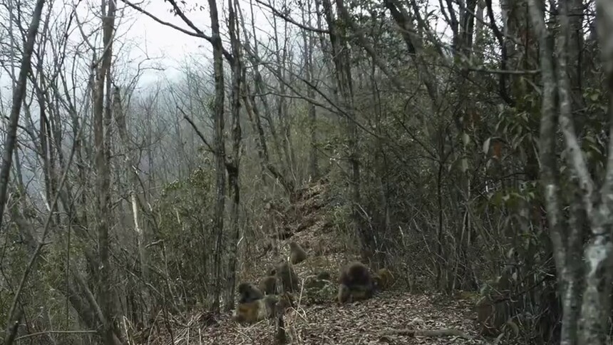 大巴山的“猴保姆”