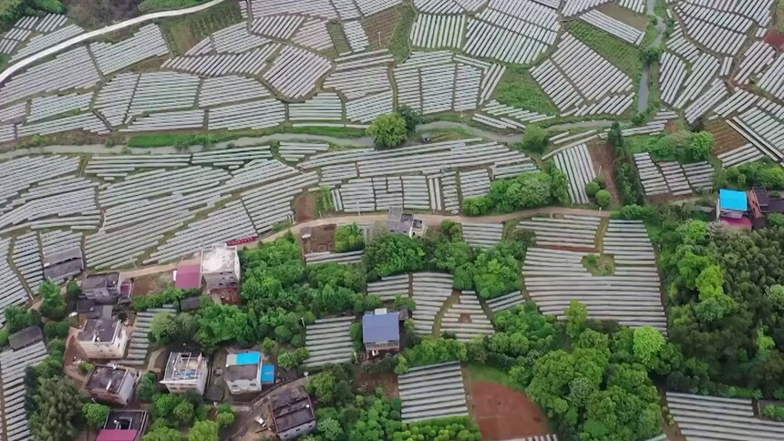 广西毛竹山村：小葡萄结出新生活