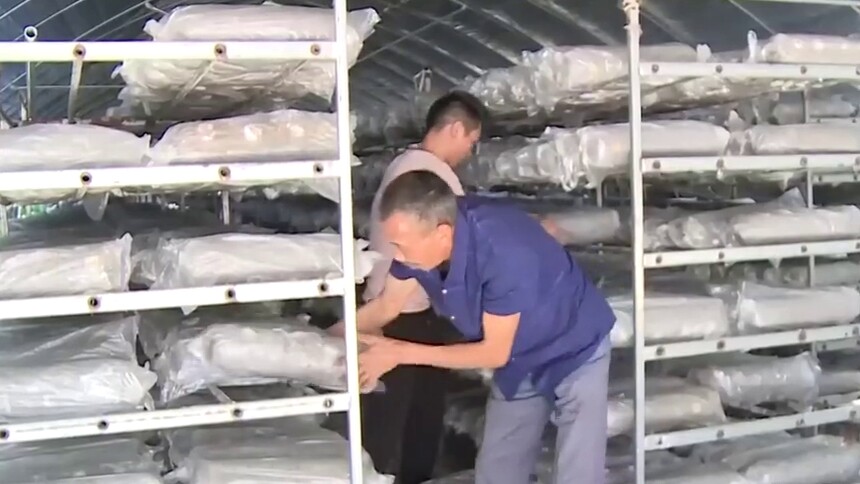 奋斗百年路 启航新征程｜汉江河畔一座香菇小镇的幸福密码