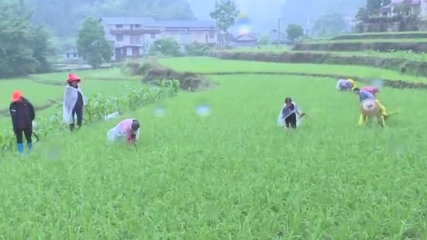 点赞新乡村 一粒“贡米”，富了山村带动一个产业！