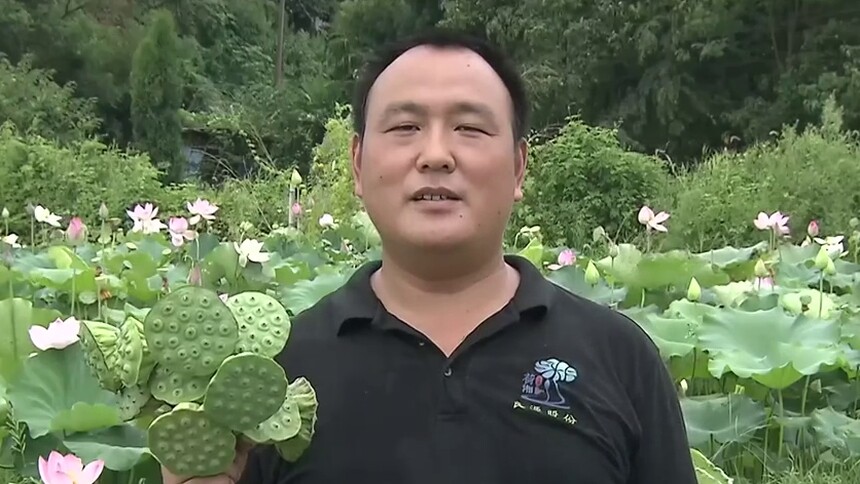 湘潭 康康的幸福生活 种莲大户刘立志：种下“寸三莲” 致富“好门道”