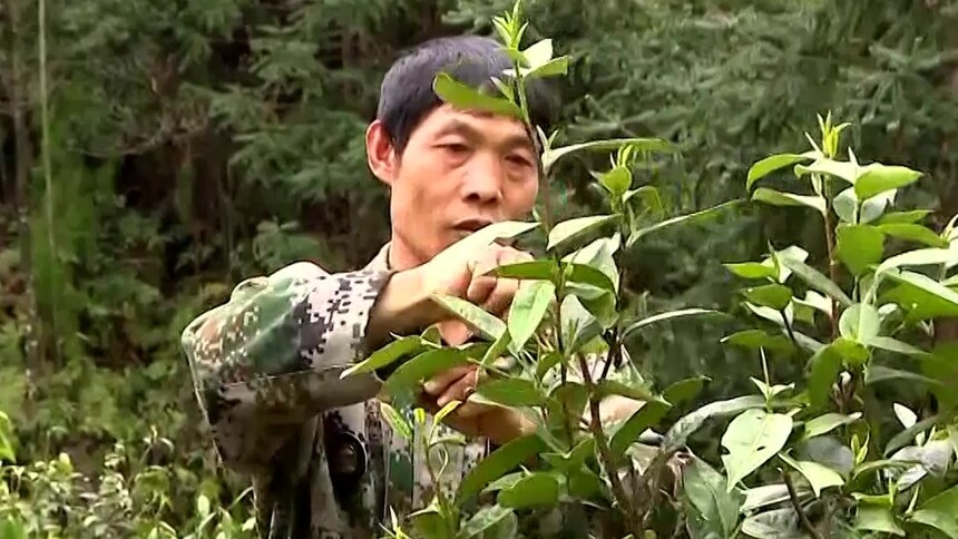 湖南：“林长制”来了（二） 划定“责任田” 青山变“金山”