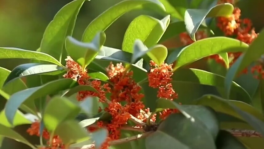 以桂花之名 闻香识金秋