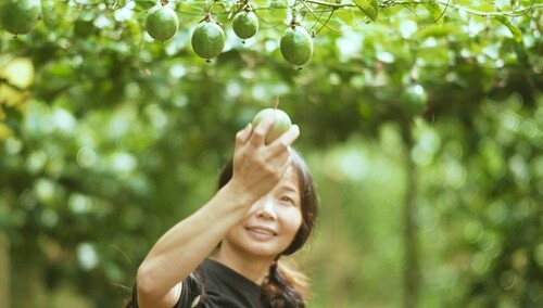《芒果农场·丰收季》：香香的秋天第二篇