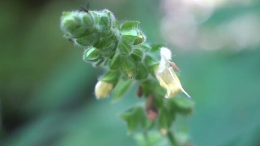 郴州：齐云峰发现植物新物种 命名“桂东鼠尾草”