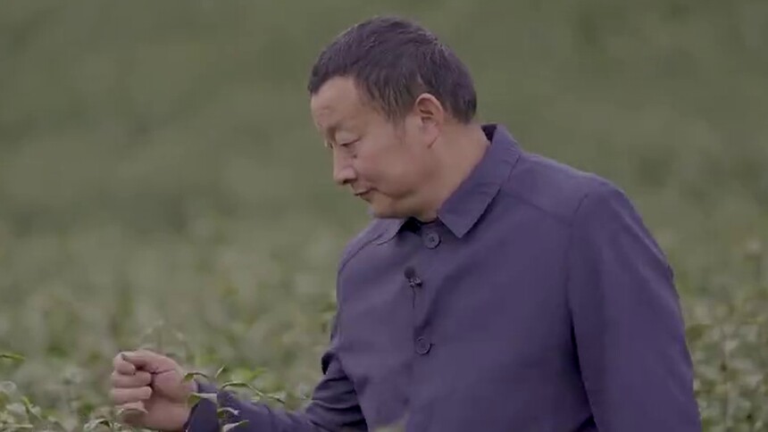 乡村工匠｜鲁孟军：茶香铺就共富路