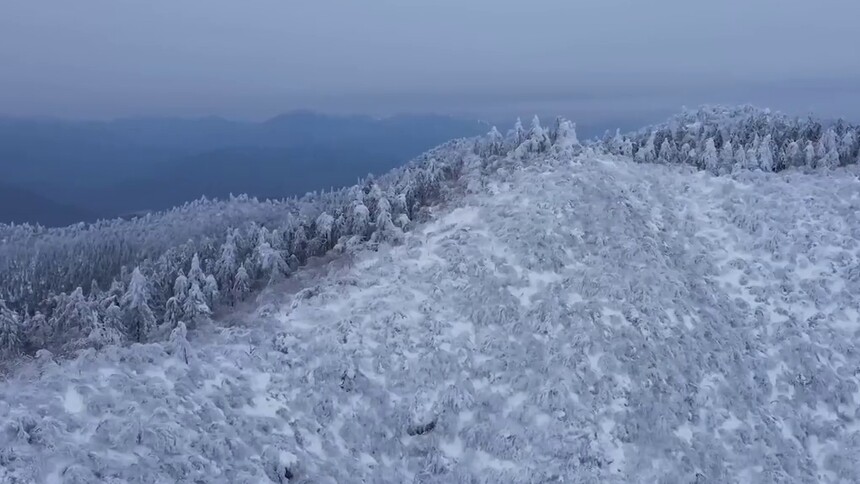 看，钱江源国家公园成了“林海雪原”