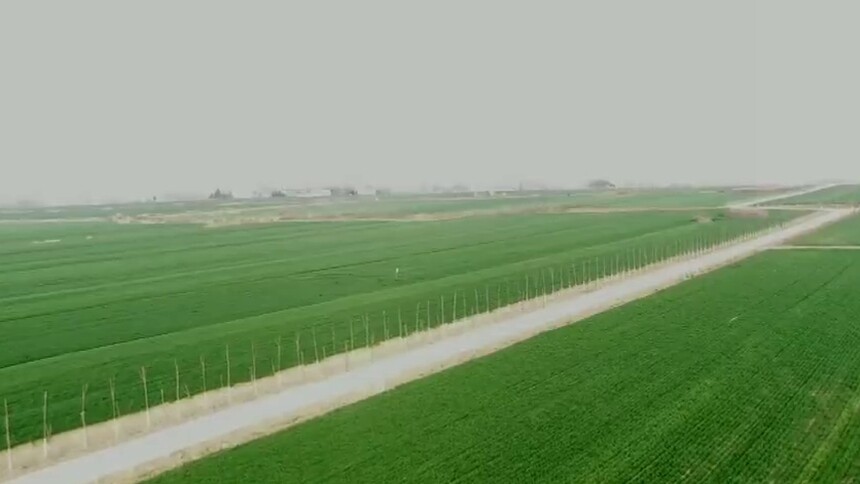 河南唐河：三月春光好 田间管理正当时