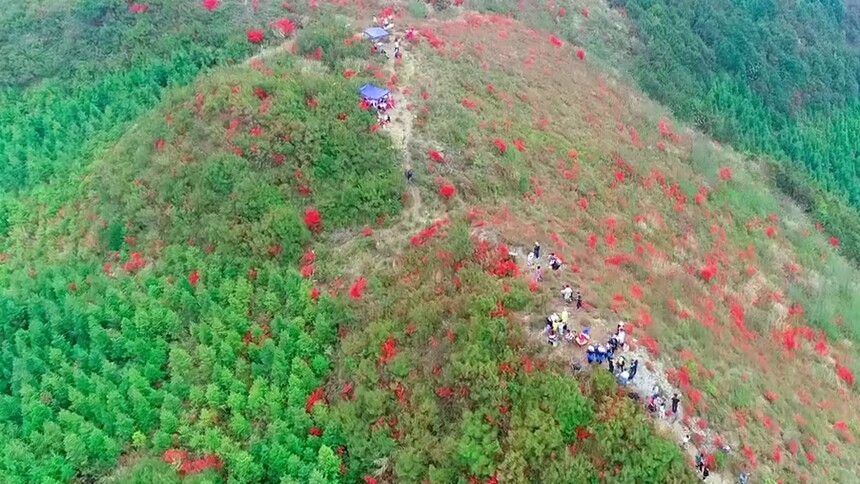 广西隆林：杜鹃花开红满山
