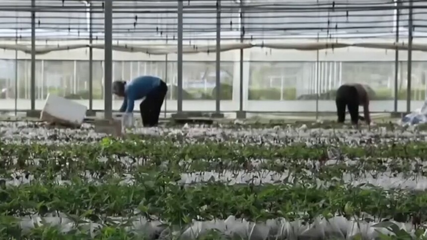 隆回：提质升级产业链 金银花里添“金银”