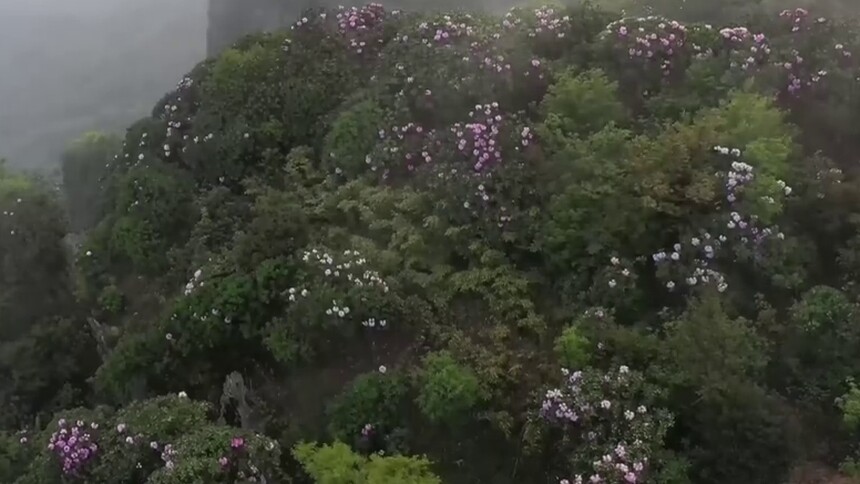 云里 雾里 沉醉在贵州的原始杜鹃林里