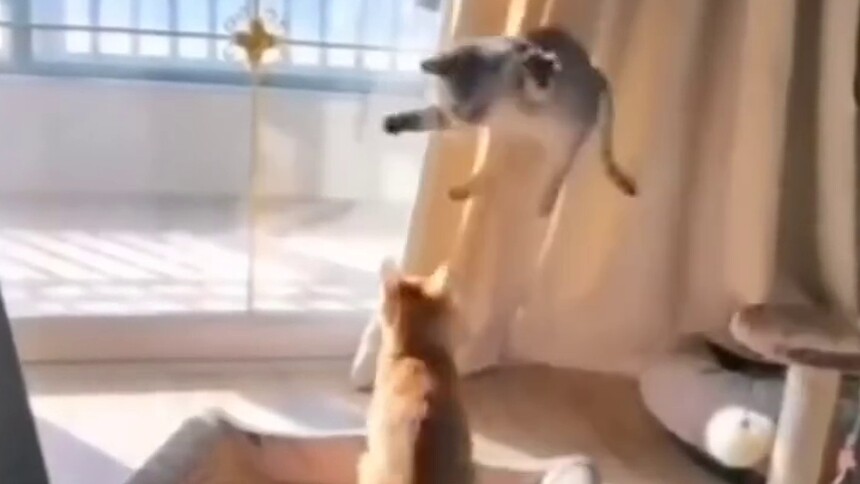 家飞猫诶！确定这不是玩超级马里奥吗？