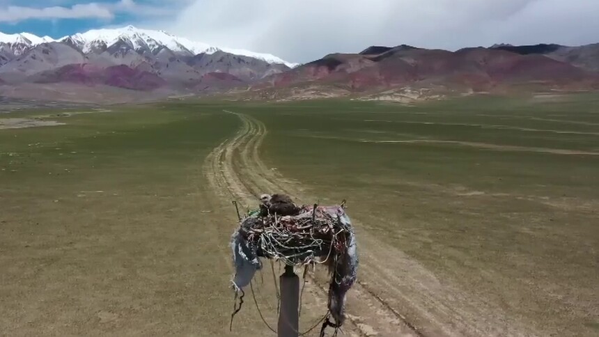 全球连线｜生物治鼠让高原草场重焕生机