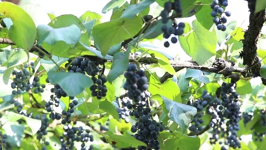 “湘”约而来 金秋九月迎丰收 怀化中方：野生刺葡萄 串起大产业
