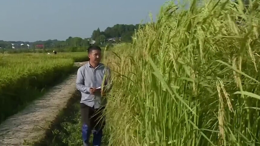 长沙隆平稻作公园：巨型稻长两米高 “禾下乘凉”不是梦
