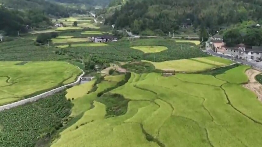 福建永泰：稻田丰收美如画