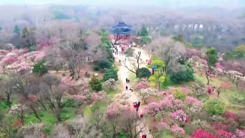 观梅赏景 乐享“梅”好春光