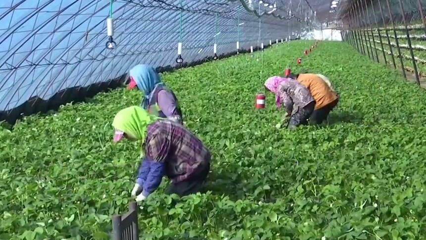 吉林双阳：“草莓经济”助力乡村振兴