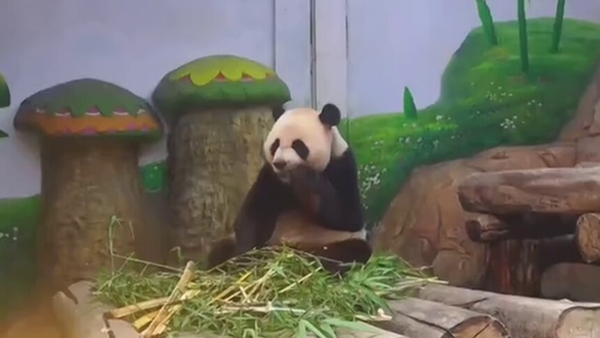 一起去长隆近距离观赏大熊猫三胞胎