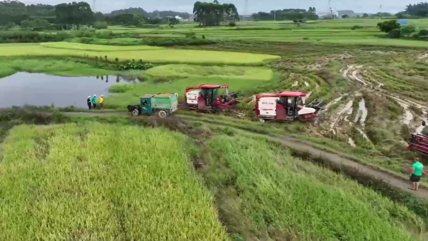 广西玉林：早稻丰收喜开镰