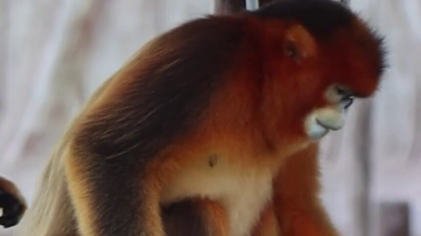 第15集 川金丝猴