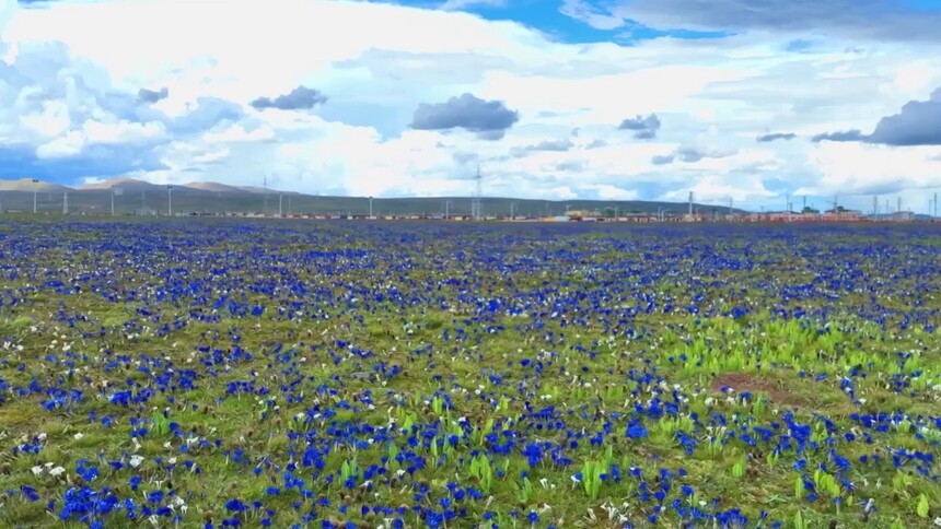 青海黄南：泽曲草原 花开如梦