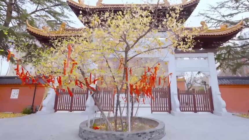 江苏宿迁：百年腊梅凌寒绽放