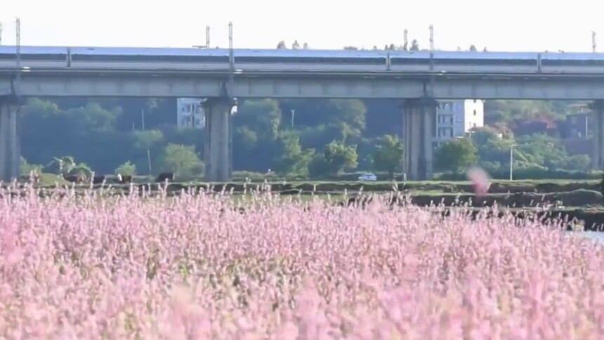 千城百县看中国｜湖南冷水滩：晚秋蓼花开 乡村生态美