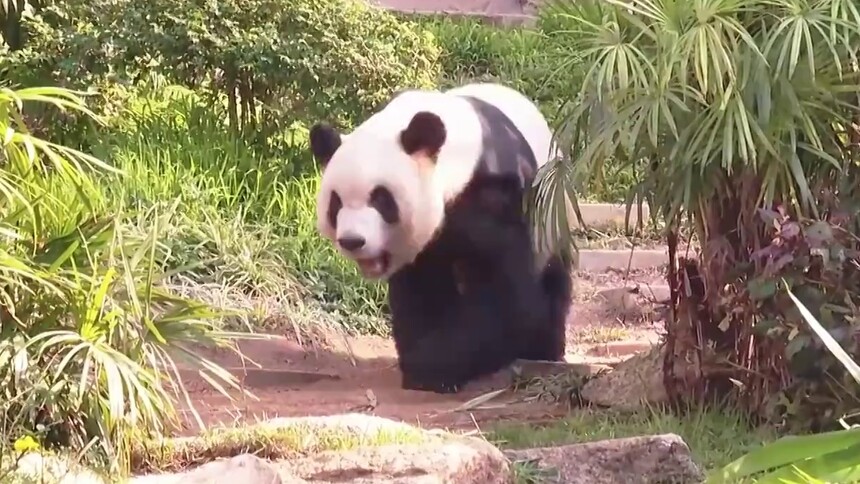 澳门回归祖国25周年｜中央赠澳大熊猫：“开开”“心心”生活 “健健”“康康”成长