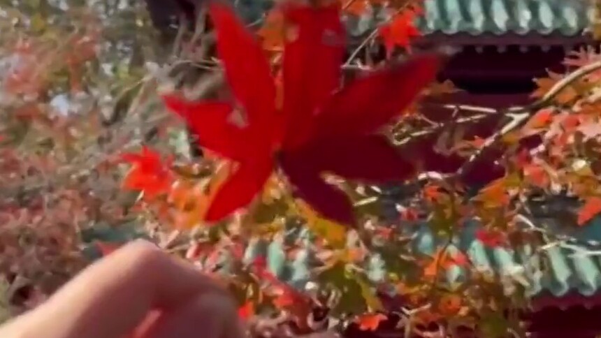总要去长沙赏次枫吧 爱晚亭霜叶红于二月花