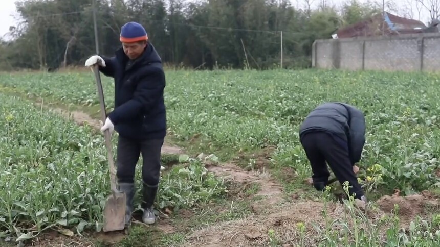 湖南常德：加强油菜田间管理 减少受冻损失