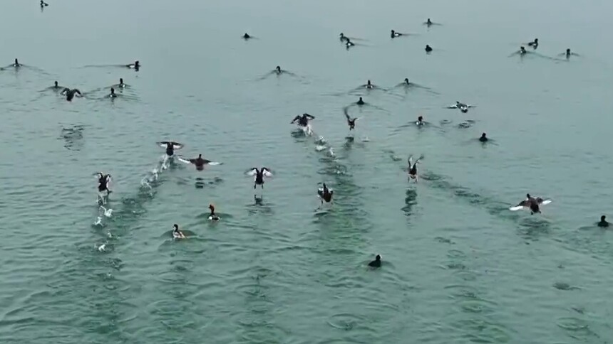 千城胜景｜青海可鲁克湖：春回大地 候鸟归来美如画