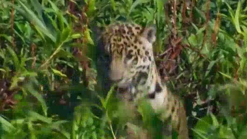 第8集 美洲豹，雨林最强捕食者