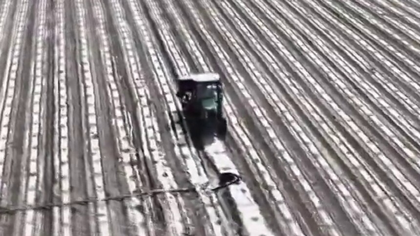 新疆巴州15万多亩番茄开始移栽