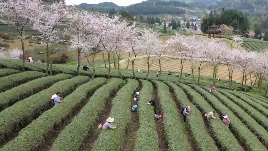 贵州余庆：茶旅融合助推乡村“颜值”变“产值”