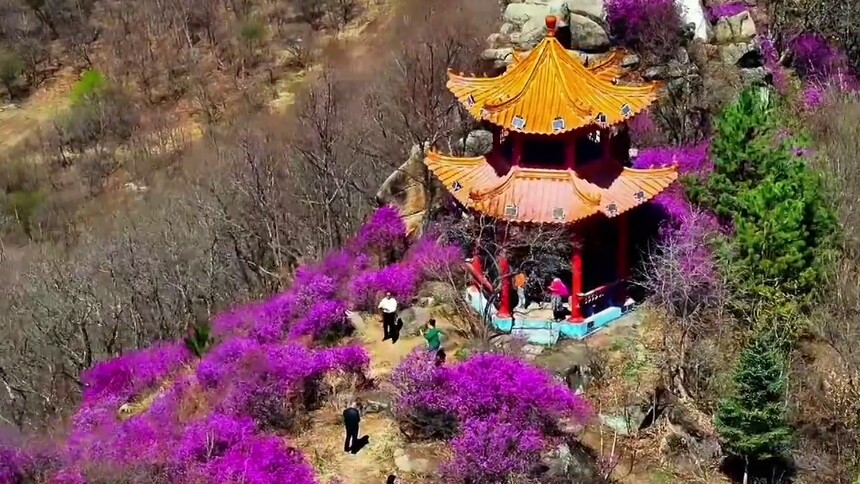 黑龙江海林：春花怒放惹人醉