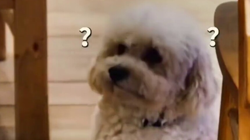 张颂文的狗好可爱，想去小熊老师家偷狗